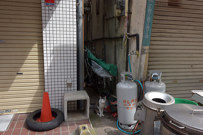 街のねこたち