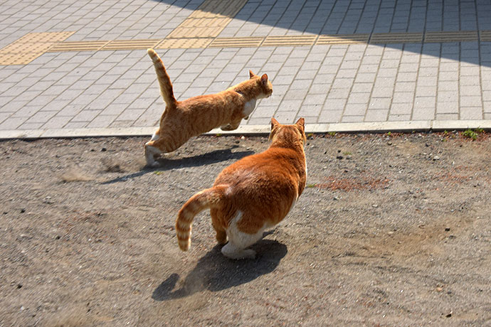 街のねこたち