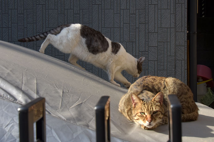 街のねこたち