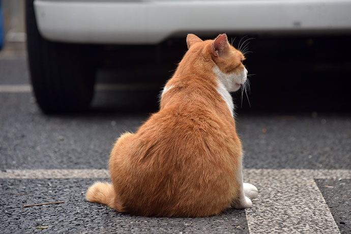 街のねこたち