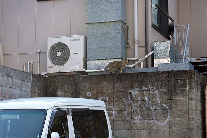 街のねこたち