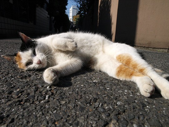 街のねこたち