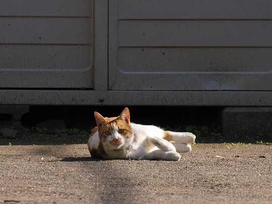 街のねこたち