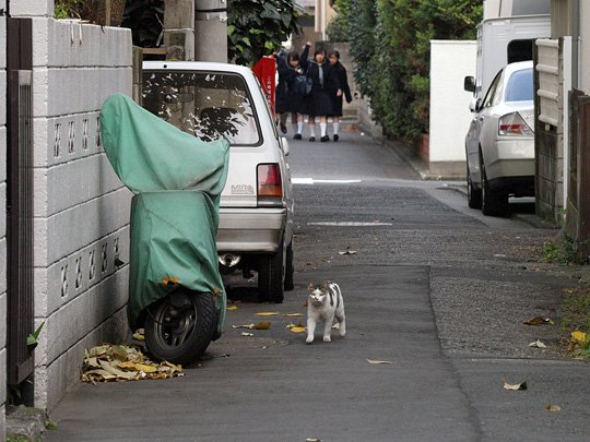 街のねこたち