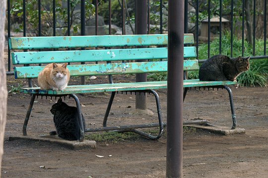 街のねこたち