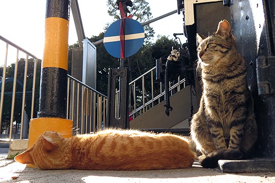 街のねこたち