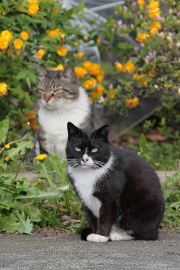 街のねこたち