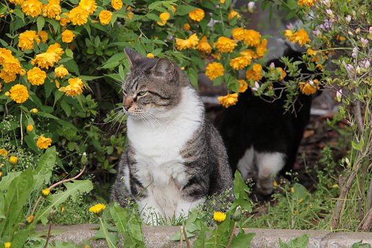 街のねこたち