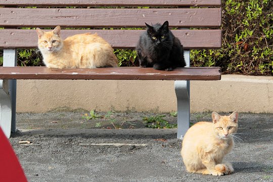 街のねこたち