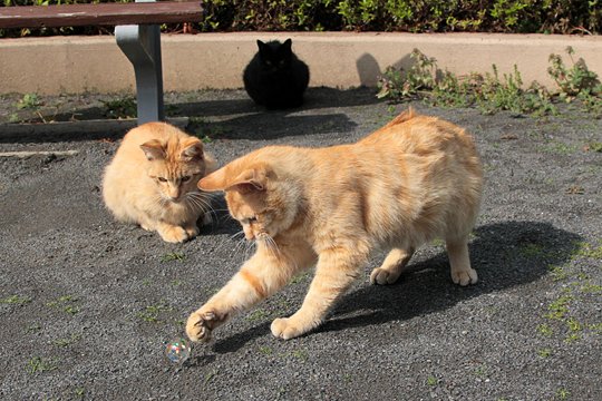 街のねこたち