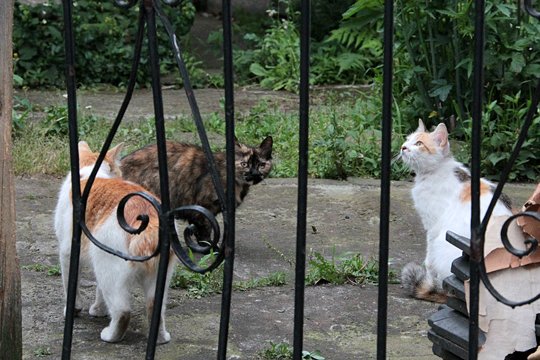 街のねこたち