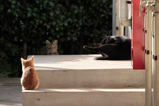 街のねこたち