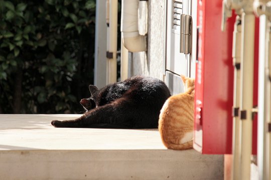街のねこたち