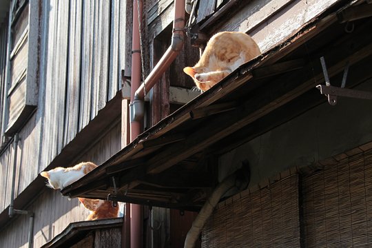 街のねこたち