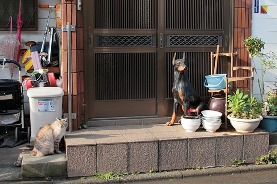 街のねこたち