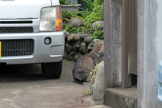 街のねこたち