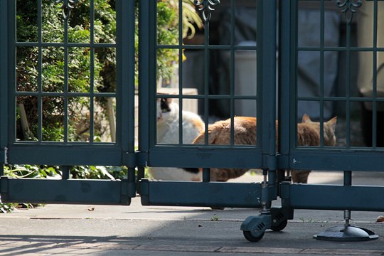 街のねこたち