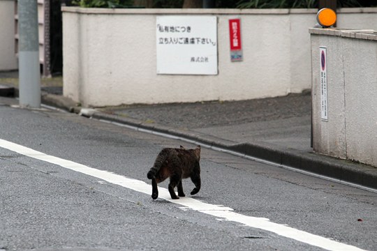 街のねこたち