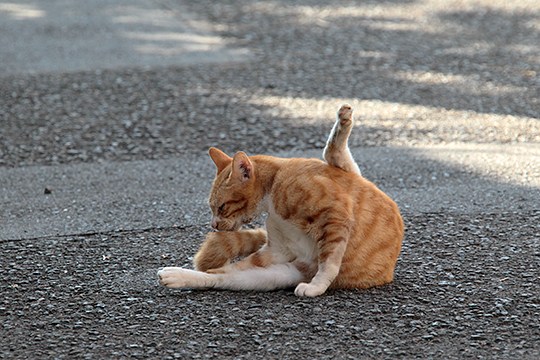 街のねこたち