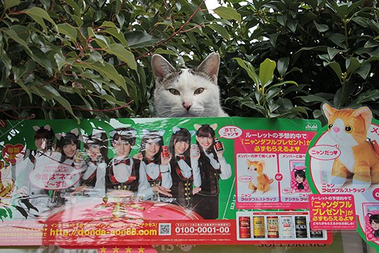 街のねこたち
