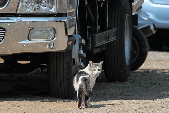 街のねこたち