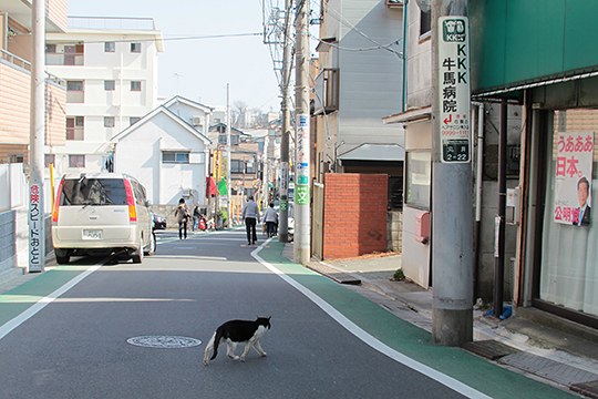 街のねこたち