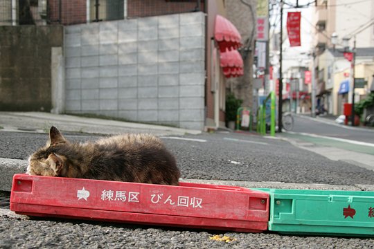 街のねこたち