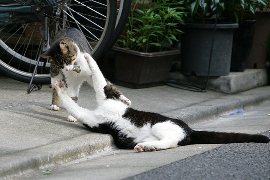 街のねこたち