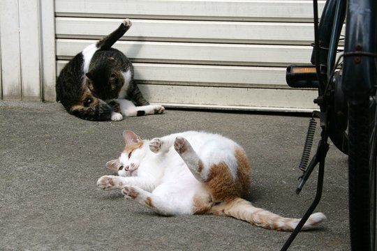 街のねこたち
