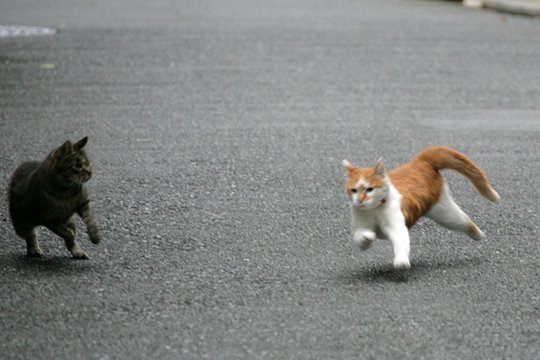 街のねこたち