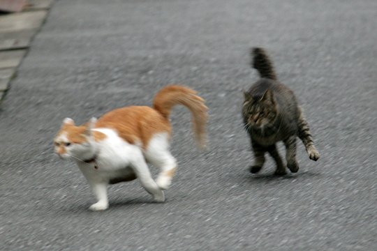 街のねこたち
