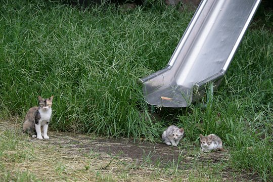 街のねこたち