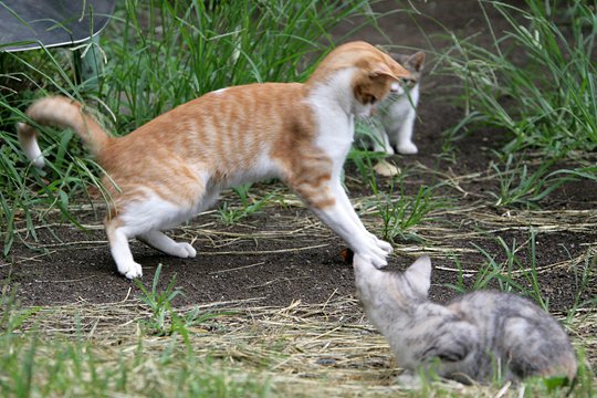 街のねこたち