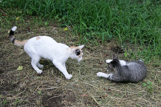 街のねこたち