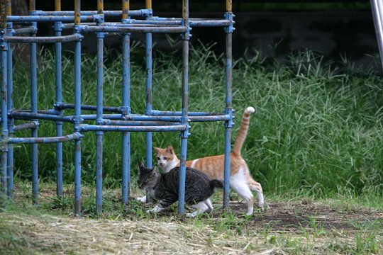 街のねこたち