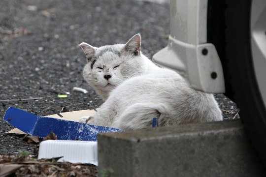 街のねこたち