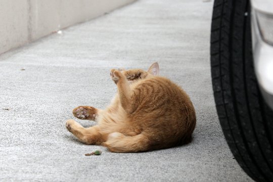 街のねこたち