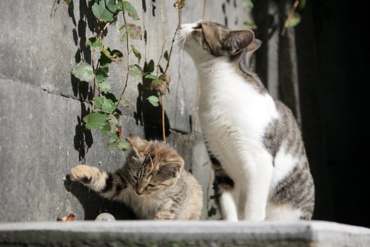 街のねこたち