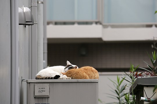 街のねこたち