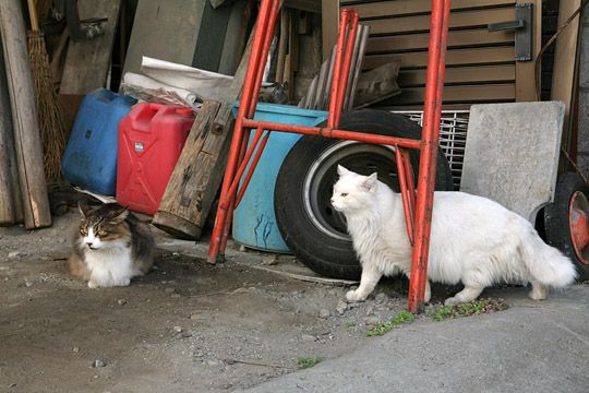 街のねこたち