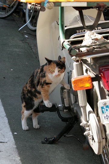 街のねこたち