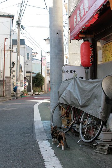 街のねこたち