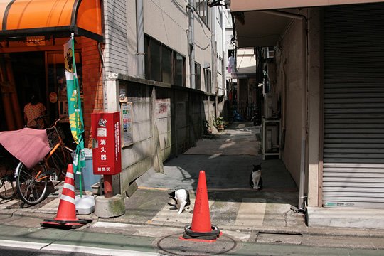街のねこたち