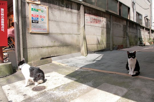 街のねこたち