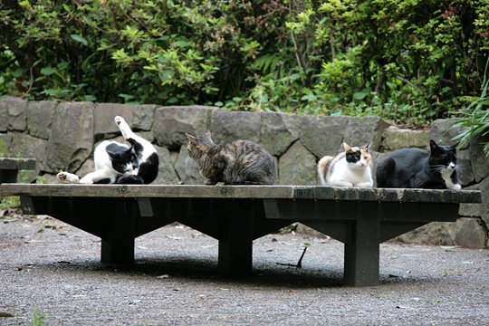 街のねこたち
