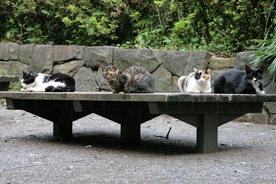 街のねこたち