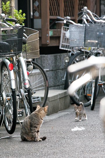 街のねこたち