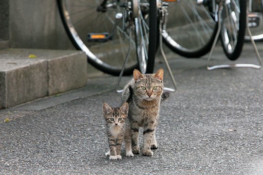 街のねこたち