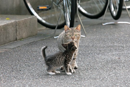 街のねこたち