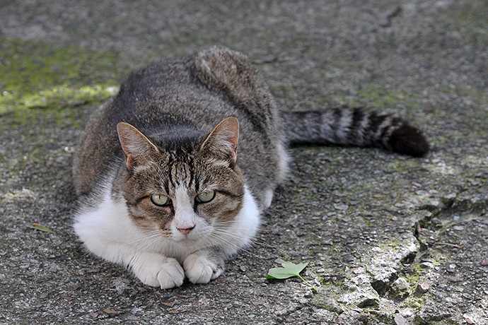 街のねこたち